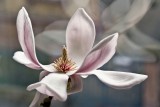 Magnolieblüte