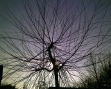 Network